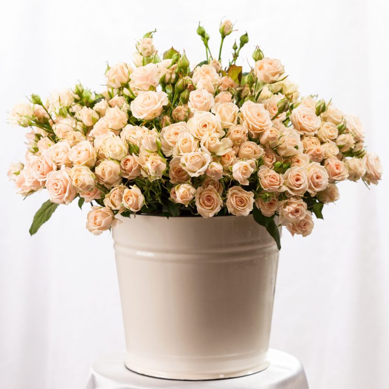 bunch-of-creamy-roses-in-a-bucket-over-white-backg-2025-01-09-03-34-19-utc bunch-of-creamy-roses-in-a-bucket-over-white-backg-2025-01-09-03-34-19-utc